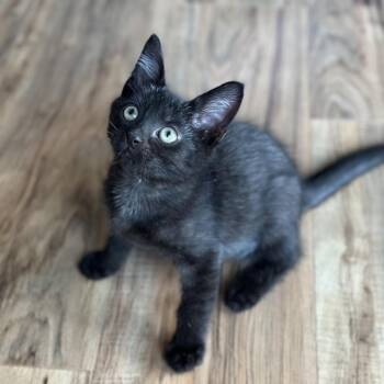 Roland -  Domestic Short Hair Cat for Adoption in Evansville, Indiana - Roland | PetCurious
