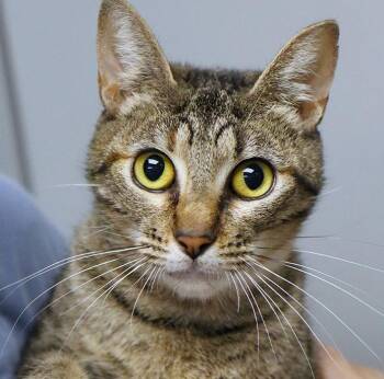 Swann (AO37374) -  Domestic Short Hair Cat for Adoption in Kansas City, Kansas - Swann (AO37374) | PetCurious