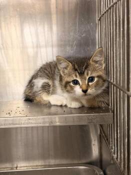 Hissy Elliot -  Domestic Short Hair Cat for Adoption in Greensburg, Indiana - Hissy Elliot | PetCurious