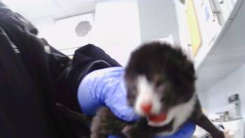 Domestic Short Hair Cats Available for Adoption in Charlotte, North Carolina - RORY | PetCurious