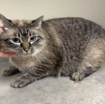 Baby -  Domestic Short Hair Cat for Adoption in Bemidji, Minnesota - Baby | PetCurious