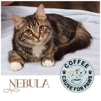 Nebula -  Domestic Long Hair Cat for Adoption in Douglas, Georgia - Nebula | PetCurious