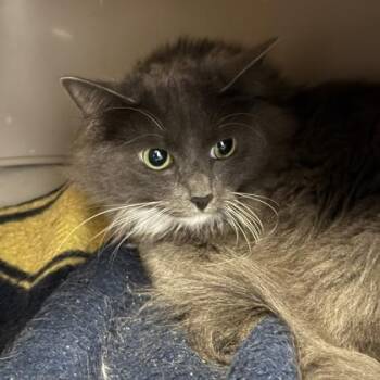 Peanut -  Domestic Long Hair Cat for Adoption in Lansing, Michigan - Peanut | PetCurious
