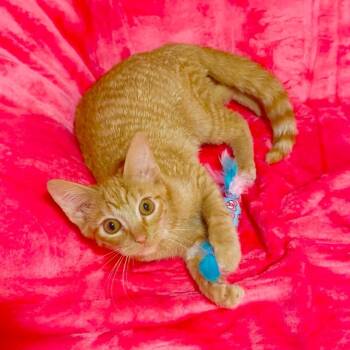 Domestic Short Hair Cats Available for Adoption - Fergie  | PetCurious