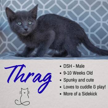 Thrag -  Domestic Short Hair Cat for Adoption in Junction City, Kansas - Thrag | PetCurious