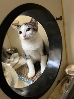 Luffy -  Domestic Short Hair Cat for Adoption in Fairfax, Virginia - Luffy | PetCurious