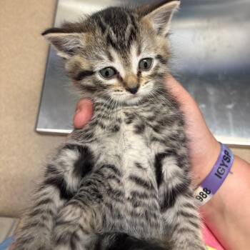 Tabby -  American Shorthair Cat for Adoption in Tipton, Iowa - Tabby | PetCurious