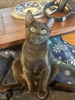 Jet -  Bombay and Domestic Short Hair Cat for Adoption in Malibu, California - Jet | PetCurious