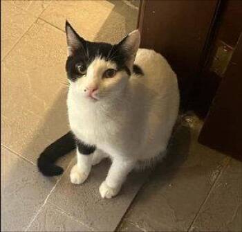 Oriental Short Hair Cats Available for Adoption in Herndon, Virginia - Annabelle | PetCurious