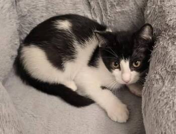 Jambalaya -  Domestic Short Hair Cat for Adoption in Magnolia, Texas - Jambalaya | PetCurious