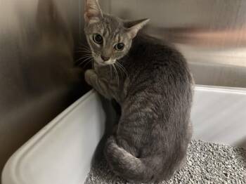 SALEM -  Domestic Short Hair Cat for Adoption in Minneapolis, Minnesota - SALEM | PetCurious
