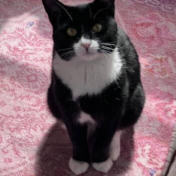 Ribbon Red -  Domestic Short Hair Cat Available for Adoption - Ribbon Red | PetCurious