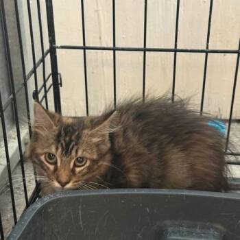 Lilith -  Domestic Short Hair Cat for Adoption in Port Aransas, Texas - Lilith | PetCurious