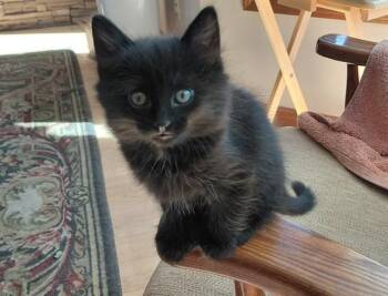 EBONY -  Domestic Long Hair Cat for Adoption in Colorado Springs, Colorado - EBONY | PetCurious