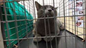 PARKING TICKET -  Domestic Short Hair Cat for Adoption in Tulsa, Oklahoma - PARKING TICKET | PetCurious