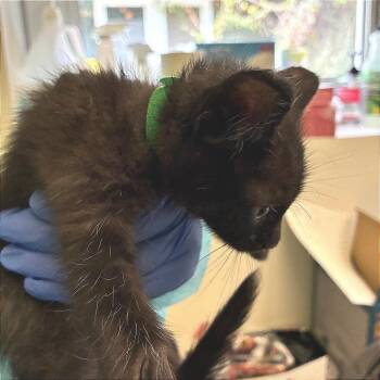 Emerald (blue collar) -  Domestic Short Hair Cat for Adoption in Redwood City, California - Emerald (blue Collar) | PetCurious