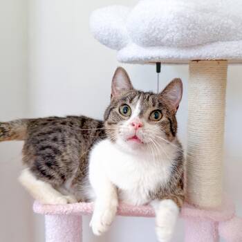 Tabby Cats Available for Adoption - Petey | PetCurious