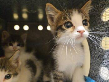 CUPCAKE -  Domestic Short Hair Cat for Adoption in Tustin, California - CUPCAKE | PetCurious