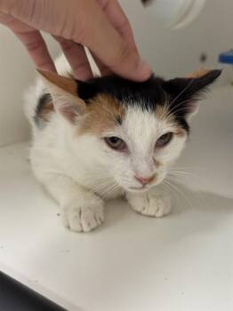 Rescue Domestic Short Hair Cats for Adoption in Sugar Land, Texas - APPLEJACK | PetCurious