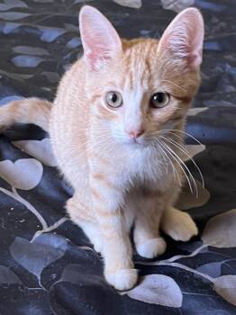 Nala -  Domestic Short Hair Cat for Adoption in Odenton, Maryland - Nala | PetCurious