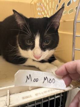 Rescue Domestic Short Hair Cats for Adoption in Lowell, Massachusetts - Moo Moo | PetCurious