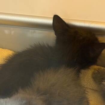 Panther -  Domestic Short Hair Cat for Adoption in Norman, Oklahoma - Panther | PetCurious