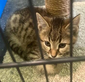 Riley -  Domestic Short Hair Cat for Adoption in Saint Clairsville, Ohio - Riley | PetCurious
