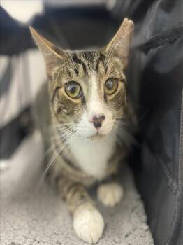 JESSE JAMES -  Domestic Short Hair Cat for Adoption in Loveland, Colorado - JESSE JAMES | PetCurious