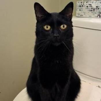 Boba -  Domestic Short Hair Cat for Adoption in Braintree, Massachusetts - Boba | PetCurious