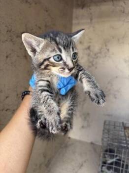 Wylie -  Domestic Short Hair Cat for Adoption in Honolulu, Hawaii - Wylie | PetCurious