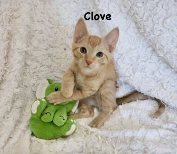 Clove -  Tabby Cat for Adoption in St. Augustine, Florida - Clove | PetCurious