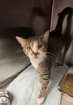 Domestic Short Hair Cats Available for Adoption in Atlanta, Georgia - Trapp | PetCurious
