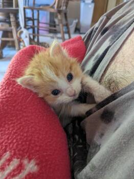 Toby -  Domestic Medium Hair Cat for Adoption in Millcreek, Utah - Toby | PetCurious