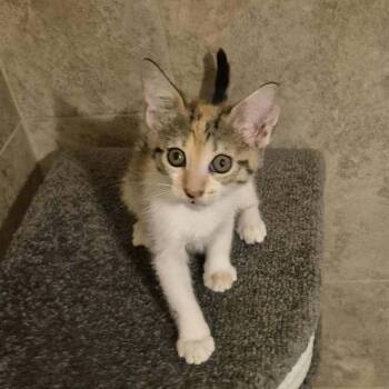 Candy Land -  Domestic Short Hair Cat for Adoption in Tucson, Arizona - Candy Land | PetCurious