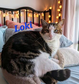 Domestic Short Hair Cats Available for Adoption in Jim Thorpe, Pennsylvania - Loki | PetCurious