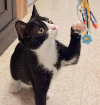 Queensby -  Domestic Short Hair Cat for Adoption in Herndon, Virginia - Queensby | PetCurious