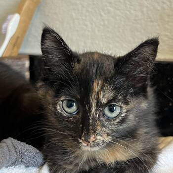 Tulip -  Domestic Short Hair Cat for Adoption in Fort Worth, Texas - Tulip | PetCurious