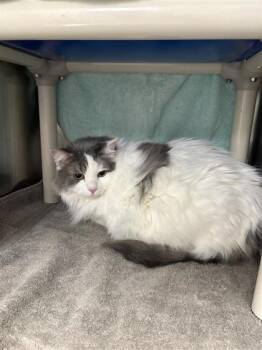 Ellie -  Domestic Long Hair and Domestic Short Hair Cat for Adoption in Montreal, Quebec - Ellie | PetCurious