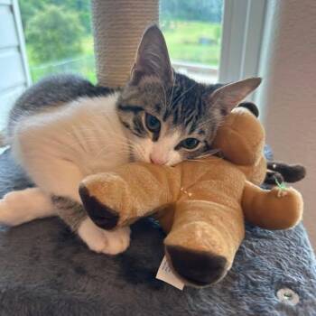 Bear -  Domestic Short Hair Cat for Adoption in Nacogdoches, Texas - Bear | PetCurious
