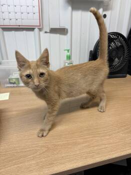 Serenity -  American Shorthair Cat for Adoption in Big Rapids, Michigan - Serenity | PetCurious