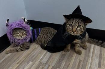 Rescue Domestic Short Hair Cats for Adoption - Birdie And Badger | PetCurious