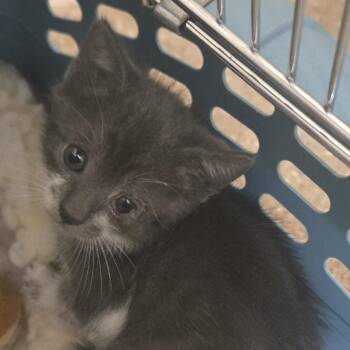 Cola -  Domestic Short Hair Cat for Adoption in Sonoma, California - Cola | PetCurious