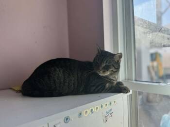 Tabby Cats Available for Adoption - Meowth | PetCurious