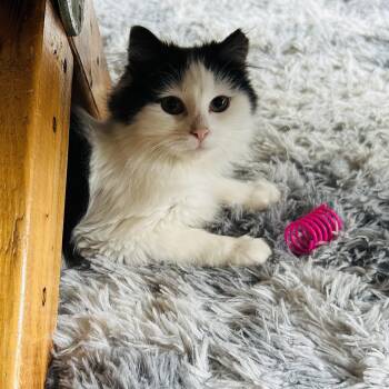 Domestic Medium Hair Cats Available for Adoption in Bellmawr, New Jersey - Daisy | PetCurious