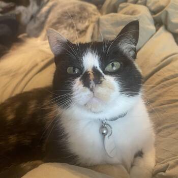 Marbles -  Domestic Short Hair Cat for Adoption in Madison, Wisconsin - Marbles | PetCurious