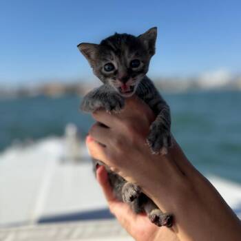Miss Piggy -  Domestic Short Hair Cat for Adoption in Costa Mesa, California - Miss Piggy | PetCurious