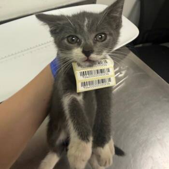 JR -  Domestic Medium Hair Cat for Adoption in Charleston, West Virginia - JR | PetCurious
