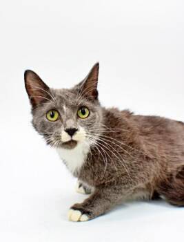 Lucy -  Domestic Short Hair Cat for Adoption in Morton Grove, Illinois - Lucy | PetCurious
