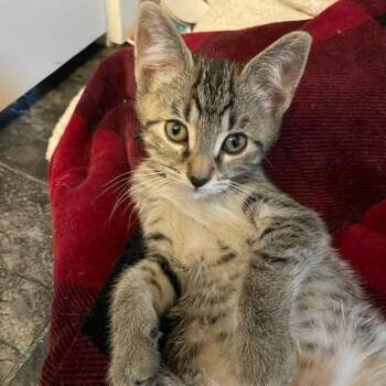 Rescue Domestic Short Hair and Tabby Cats for Adoption in Grand Rapids, Michigan - Hawk | PetCurious