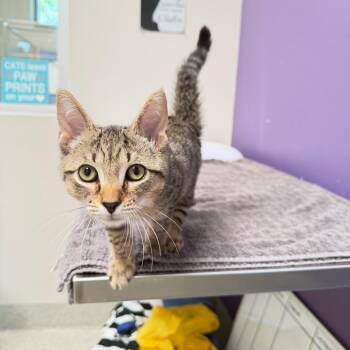 Dexter -  Domestic Short Hair Cat for Adoption in Englewood, Florida - Dexter | PetCurious